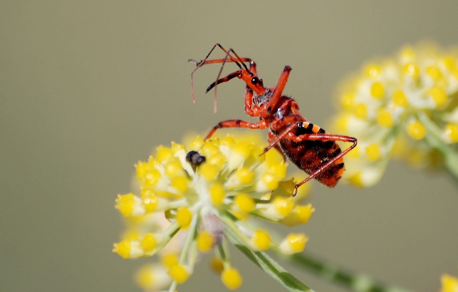 Reduviidae: Rhinocoris erythropus della Sardegna